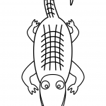 Alligator