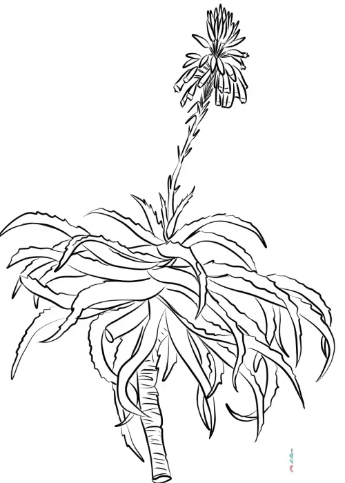 kolorowanka Aloes