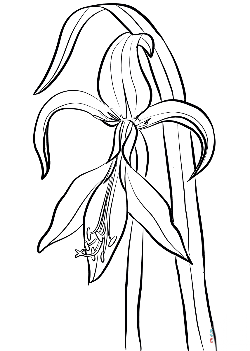 Jacobean Amaryllis