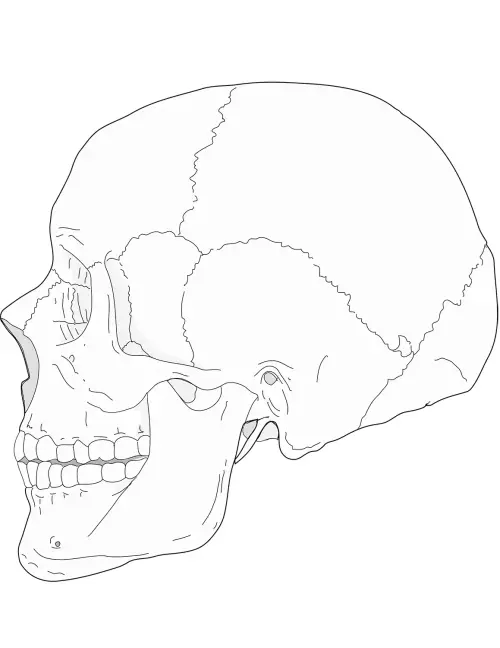 kolorowanka Anatomia