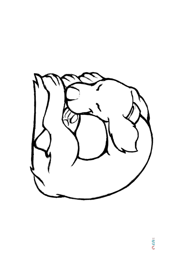 D is for Dog