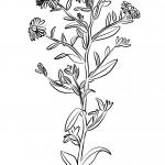 Aster gawędka