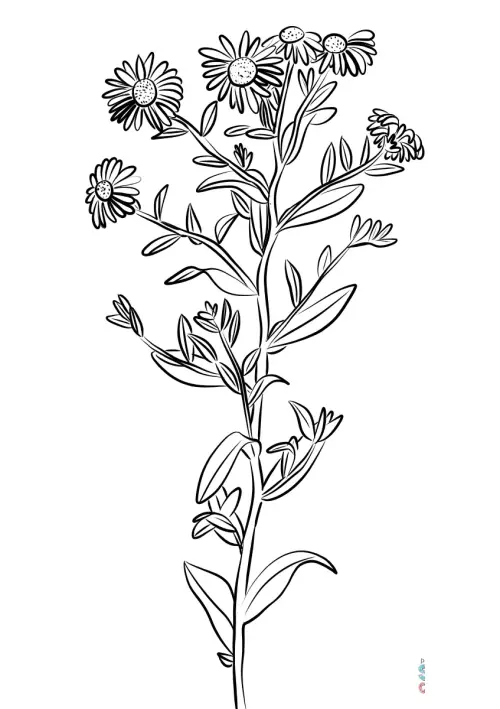 kolorowanka Aster