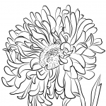 Kwiaty astra