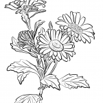 Aster chiński