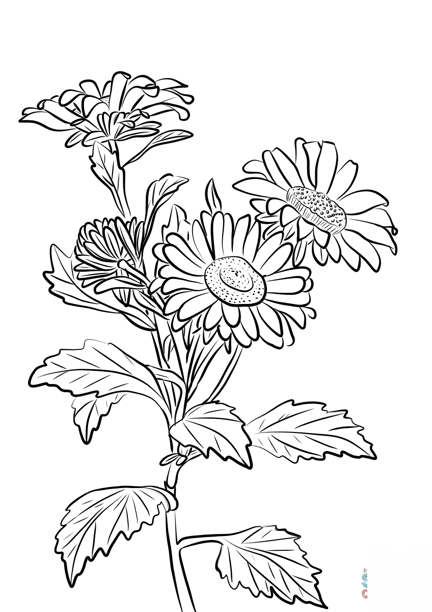 Aster chiński