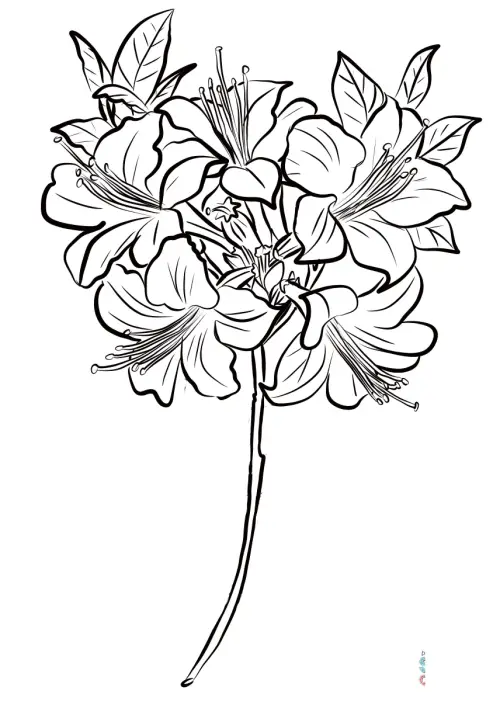 kolorowanka Azalea