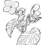 Begonia bulwiasta