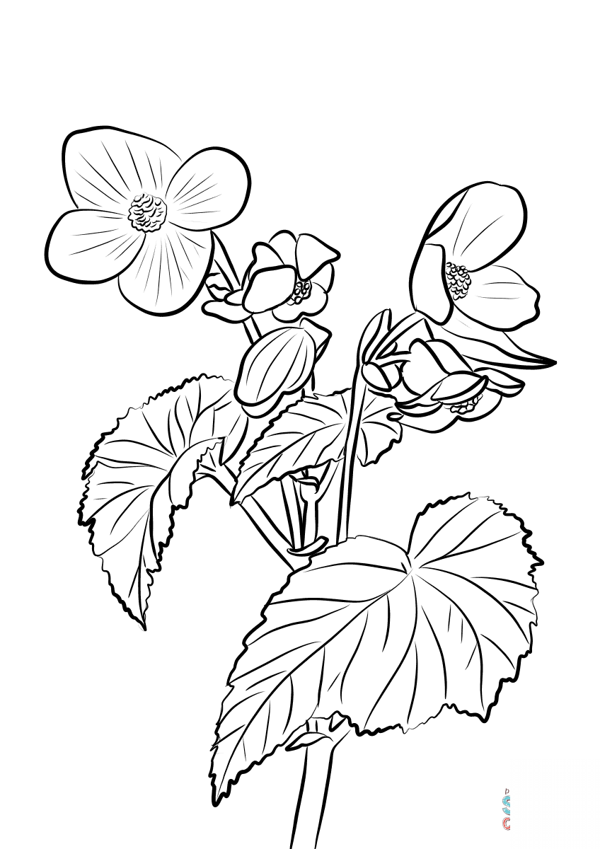 Begonia bulwiasta