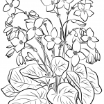Begonia Froebelii