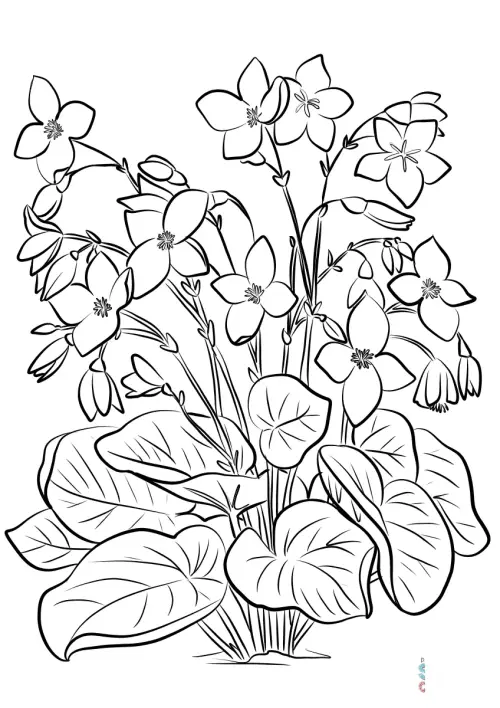 kolorowanka Begonia