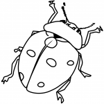 Biedronka