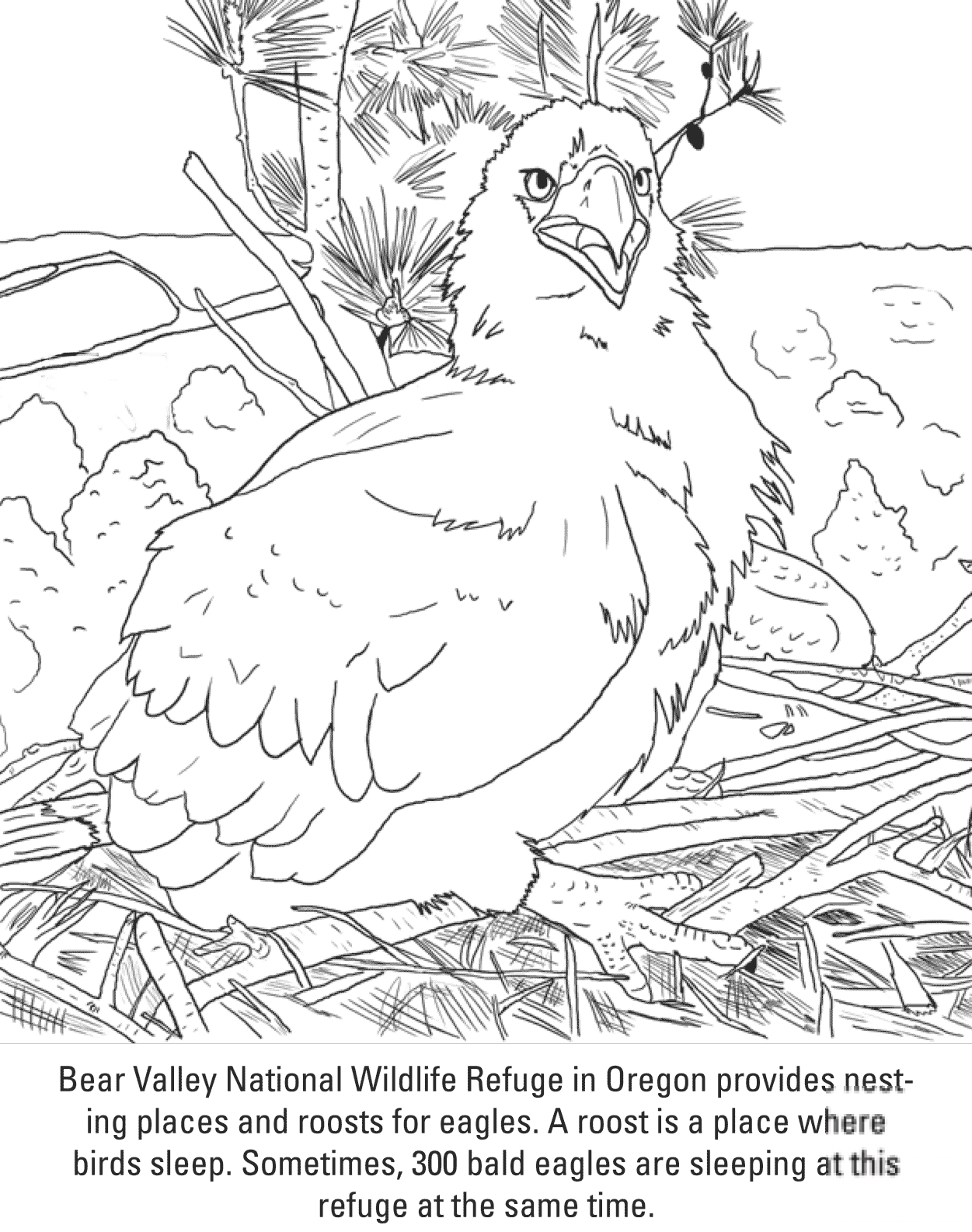 Bald Eagle Chick
