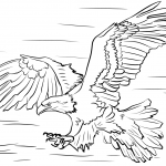 Bielik amerykański nurkuje po swoją...