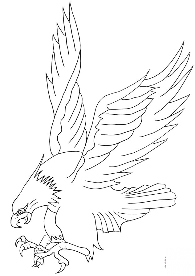 Bald Eagle Attacking