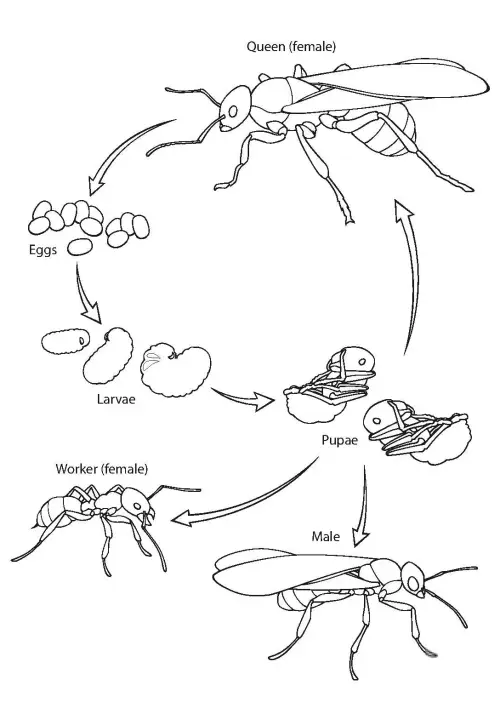 kolorowanka Biologia