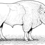 Amerykański bizon