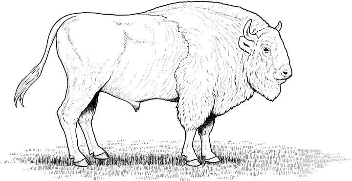 Amerykański bizon