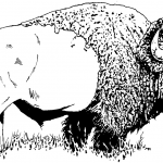 Bizon - bawół amerykański