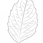Birch Leaf