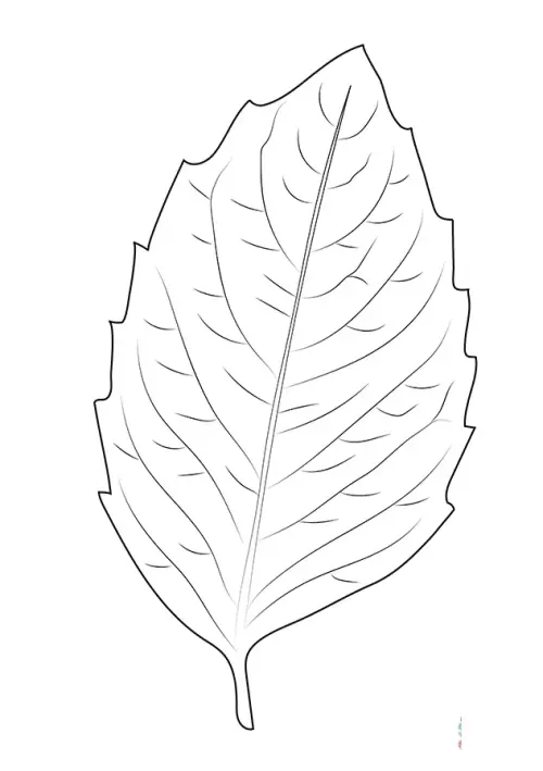kolorowanka Brzoza