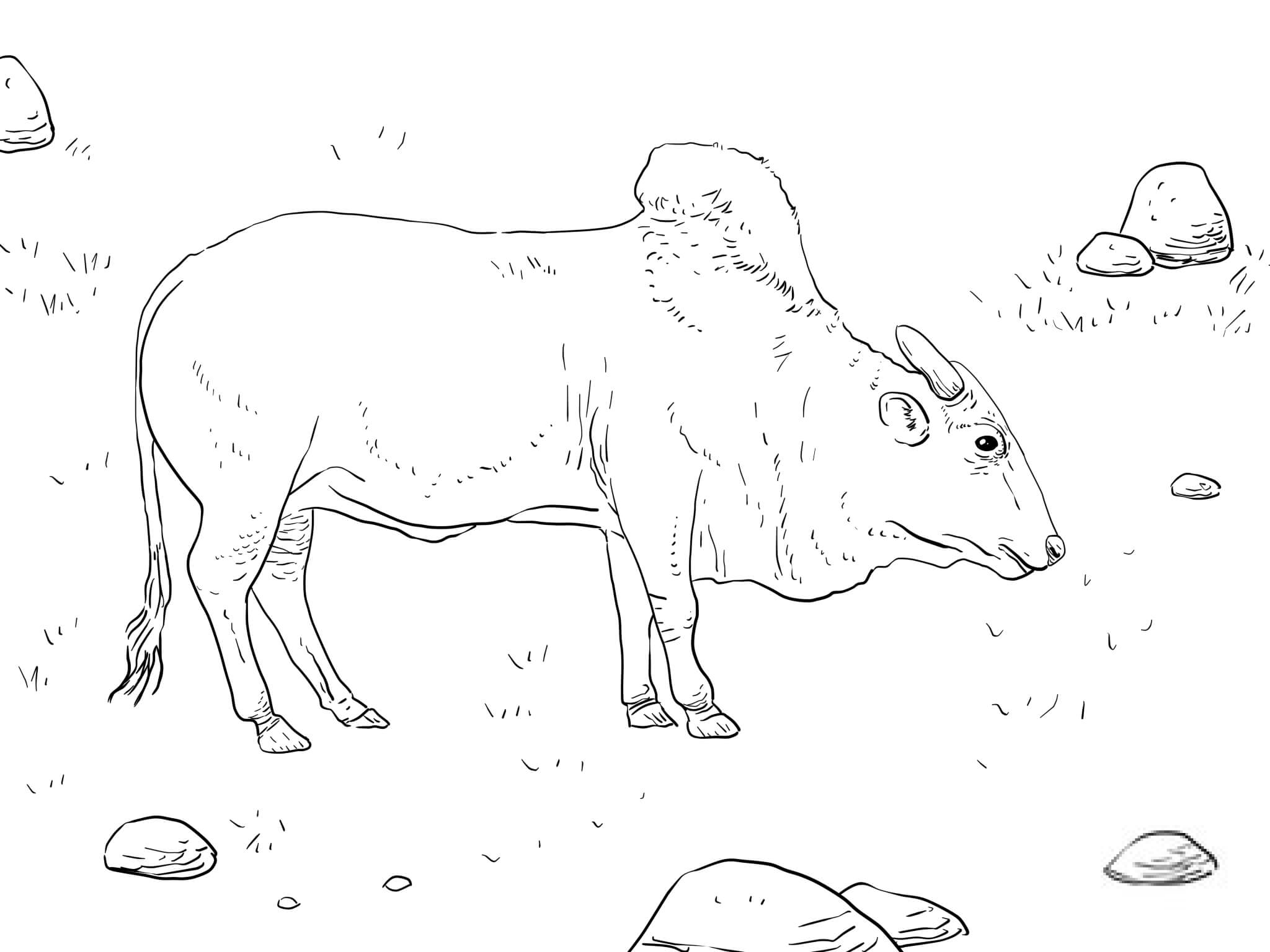 Byk brahma