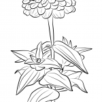 Cynia wytworna
