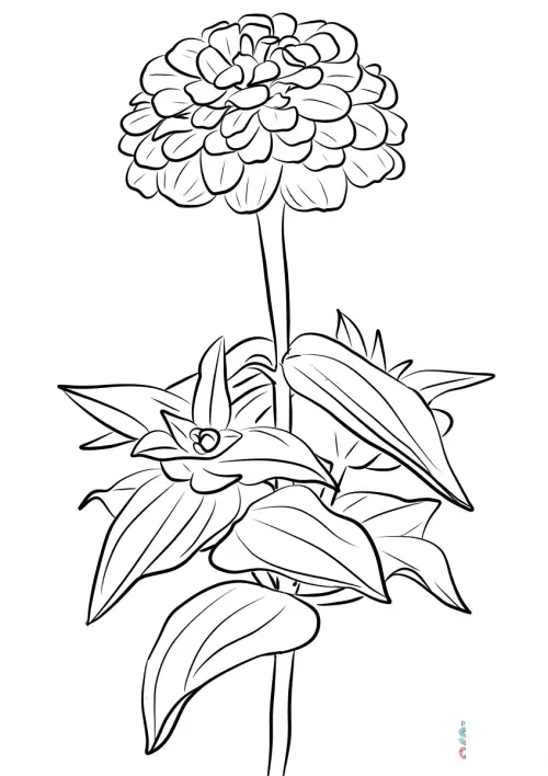 kolorowanka Cynia