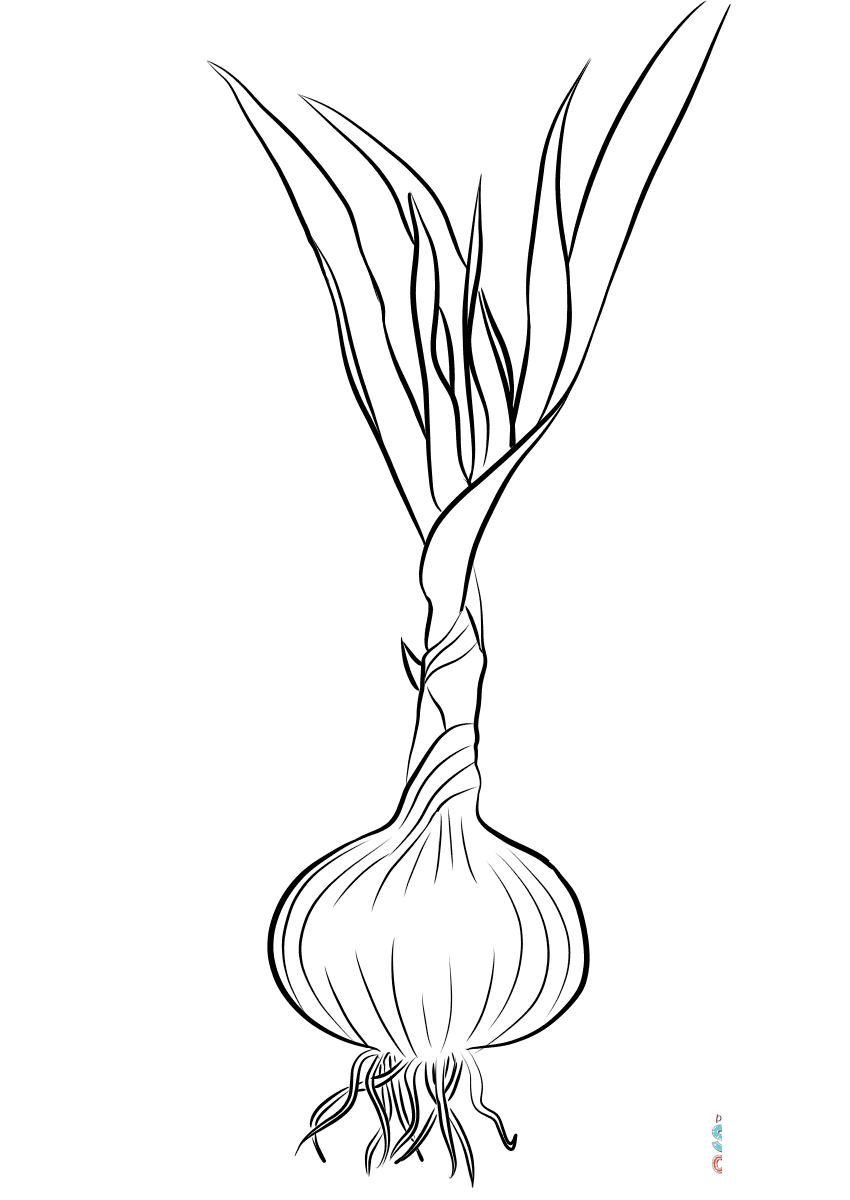 kolorowanka Czosnek