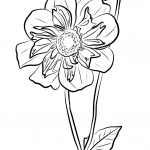 Dalia 'Ami Nonin'