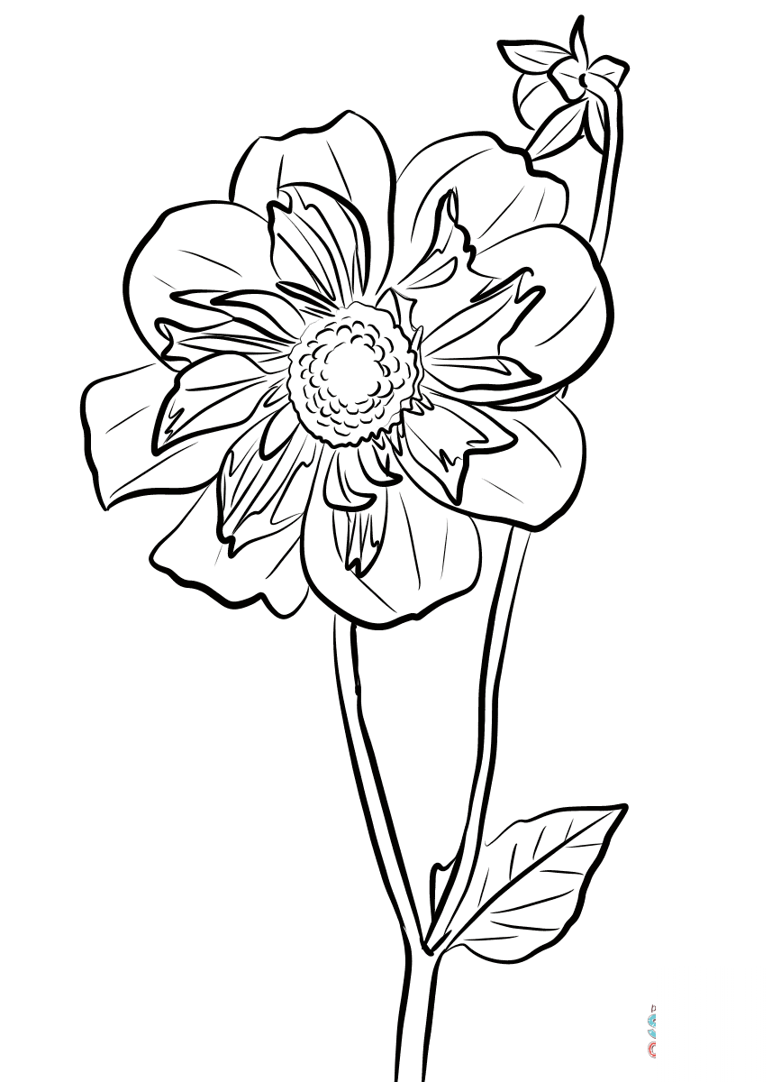 Dalia 'Ami Nonin'