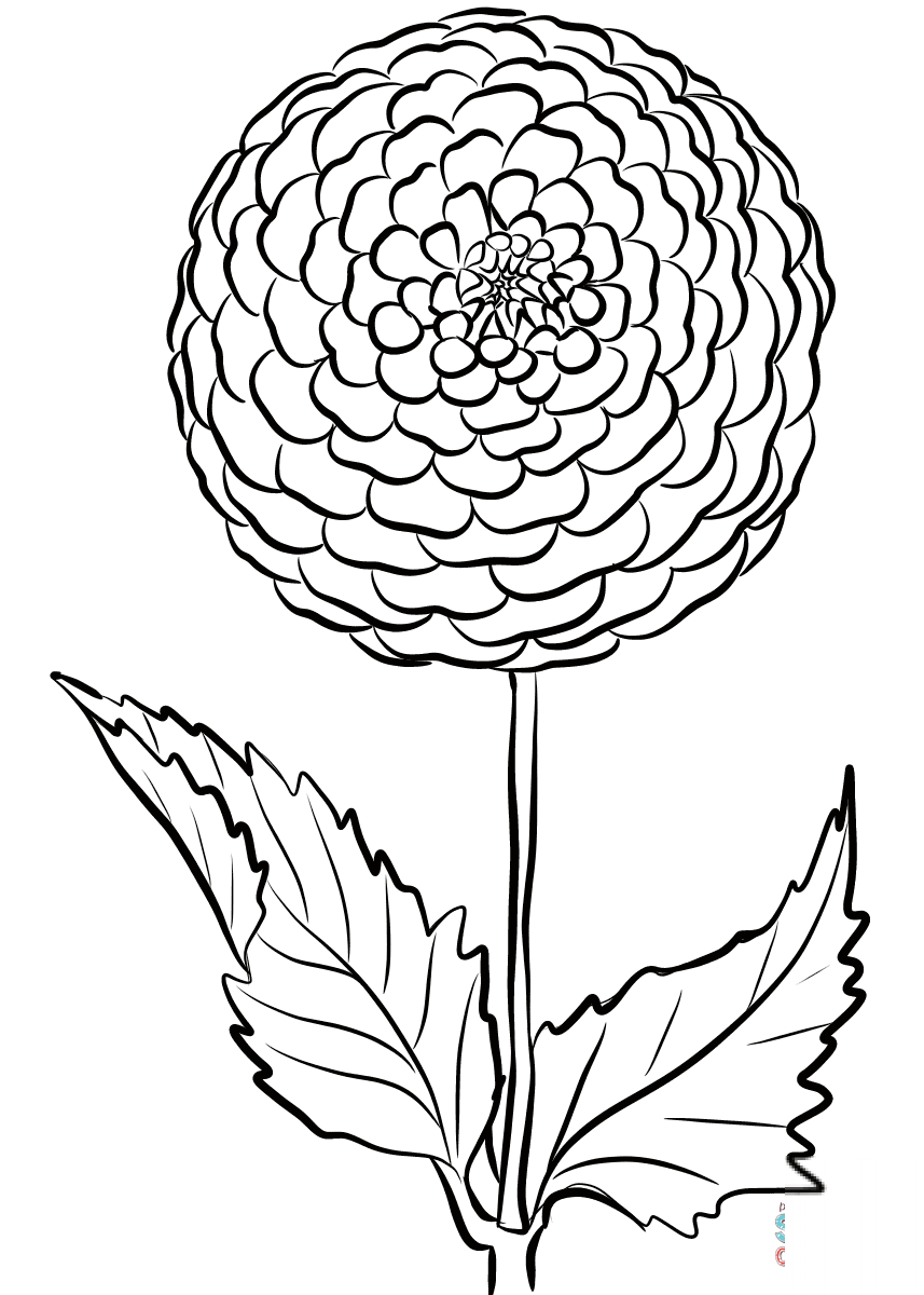 Dalia 'Beauty of Hastings'
