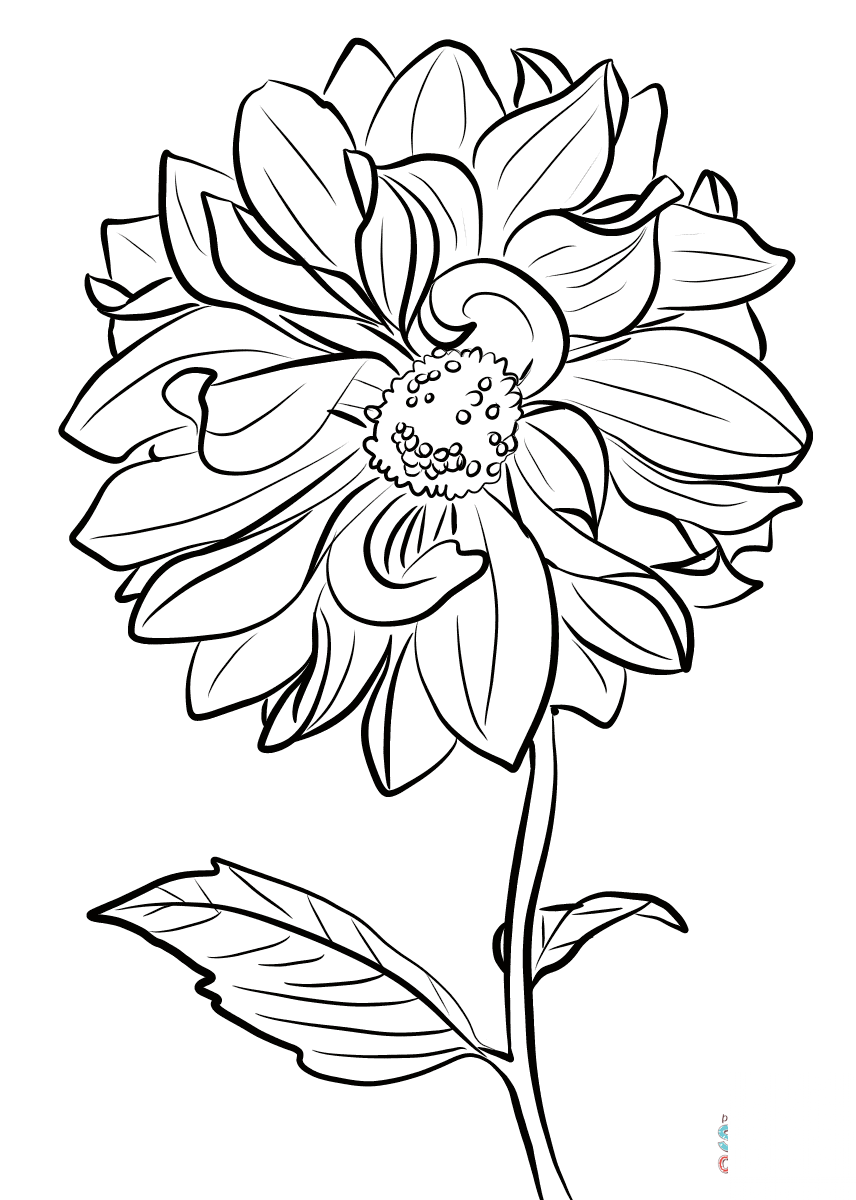 Dalia 'Marguerite Clark'