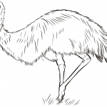 Emu australijski