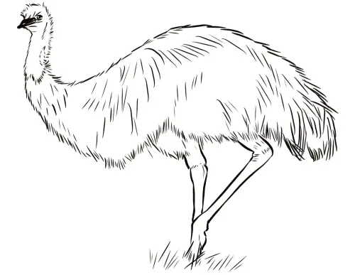 kolorowanka Emu