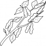 Peanut Plant