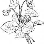 Fiołki