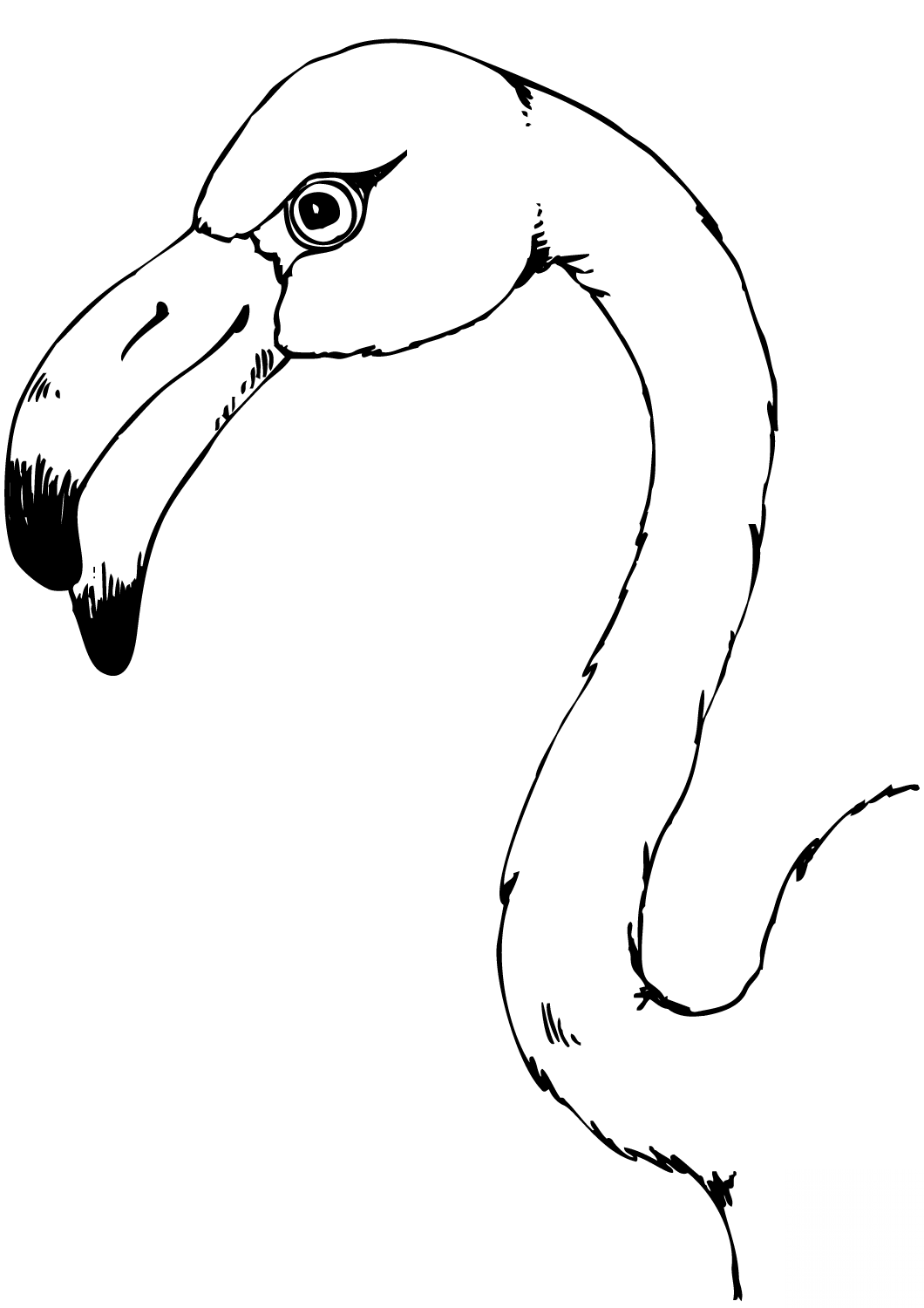 Flamingo Head