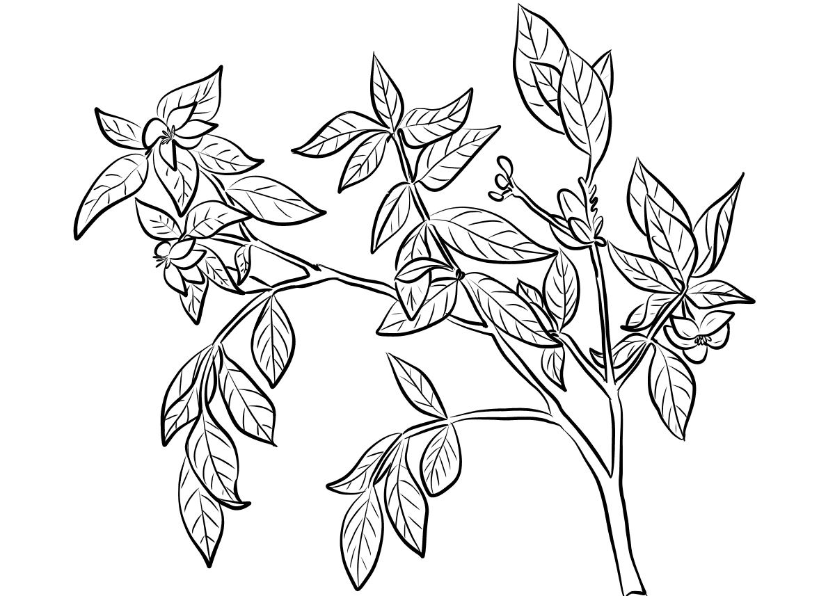 kolorowanka Gardenia