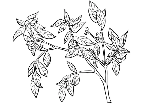 kolorowanka Gardenia