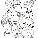 Gardenia