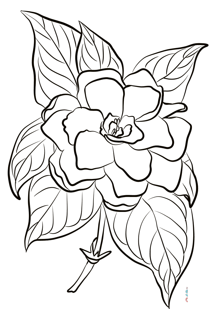 Gardenia