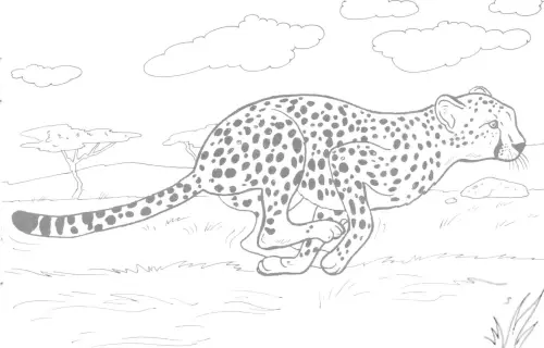kolorowanka Gepard