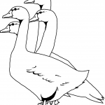 Four Geese