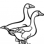 Two Geese
