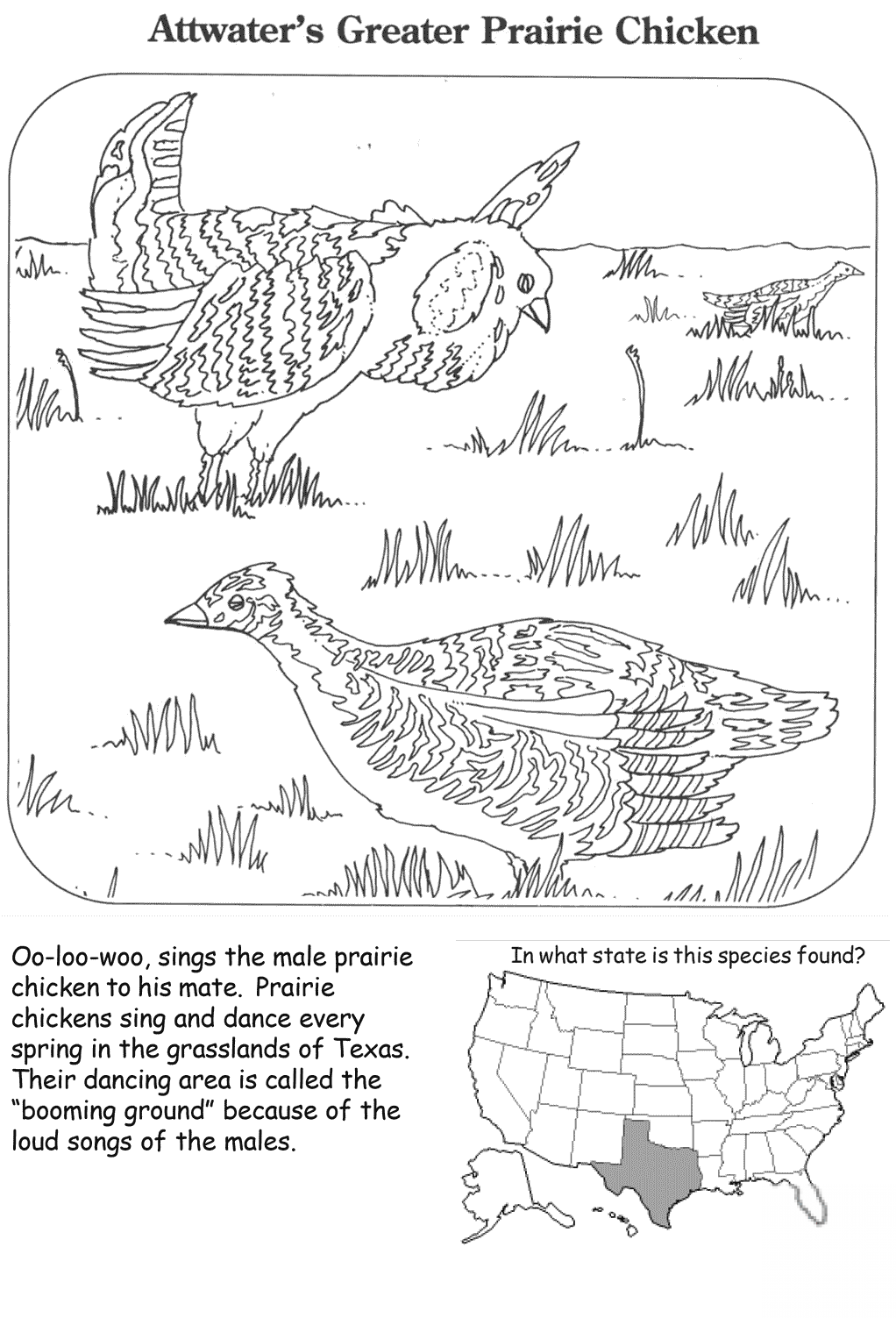 kolorowanka Głuszec