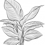 Heliconia Indica