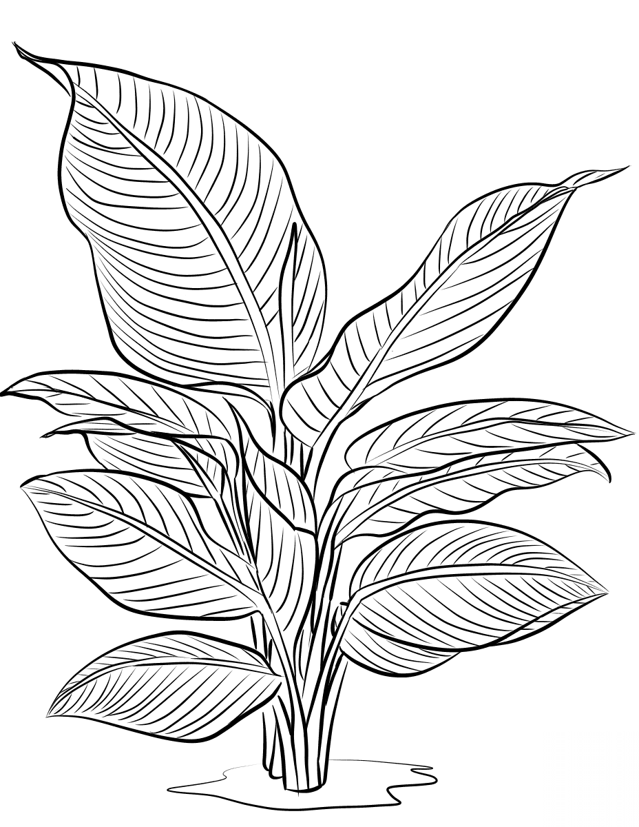 kolorowanka Helikonia