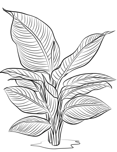 kolorowanka Helikonia