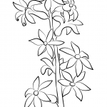 Hiacynt